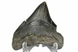 Juvenile Megalodon Tooth - South Carolina #172118-2